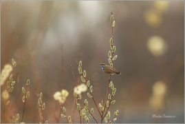 <p>SLAVÍK MODRÁČEK (Luscinia svecica) Ústecko ---- /Bluethroat - Blaukehlchen/</p>